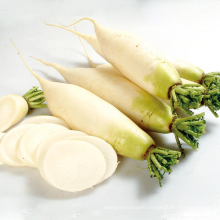 2021 New Crop Chinese High Quality Cheap Fresh Big White Radish